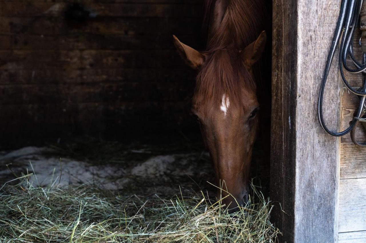 Zgornje Gorje Horse Farm Holiday Pr' Kolenc מראה חיצוני תמונה