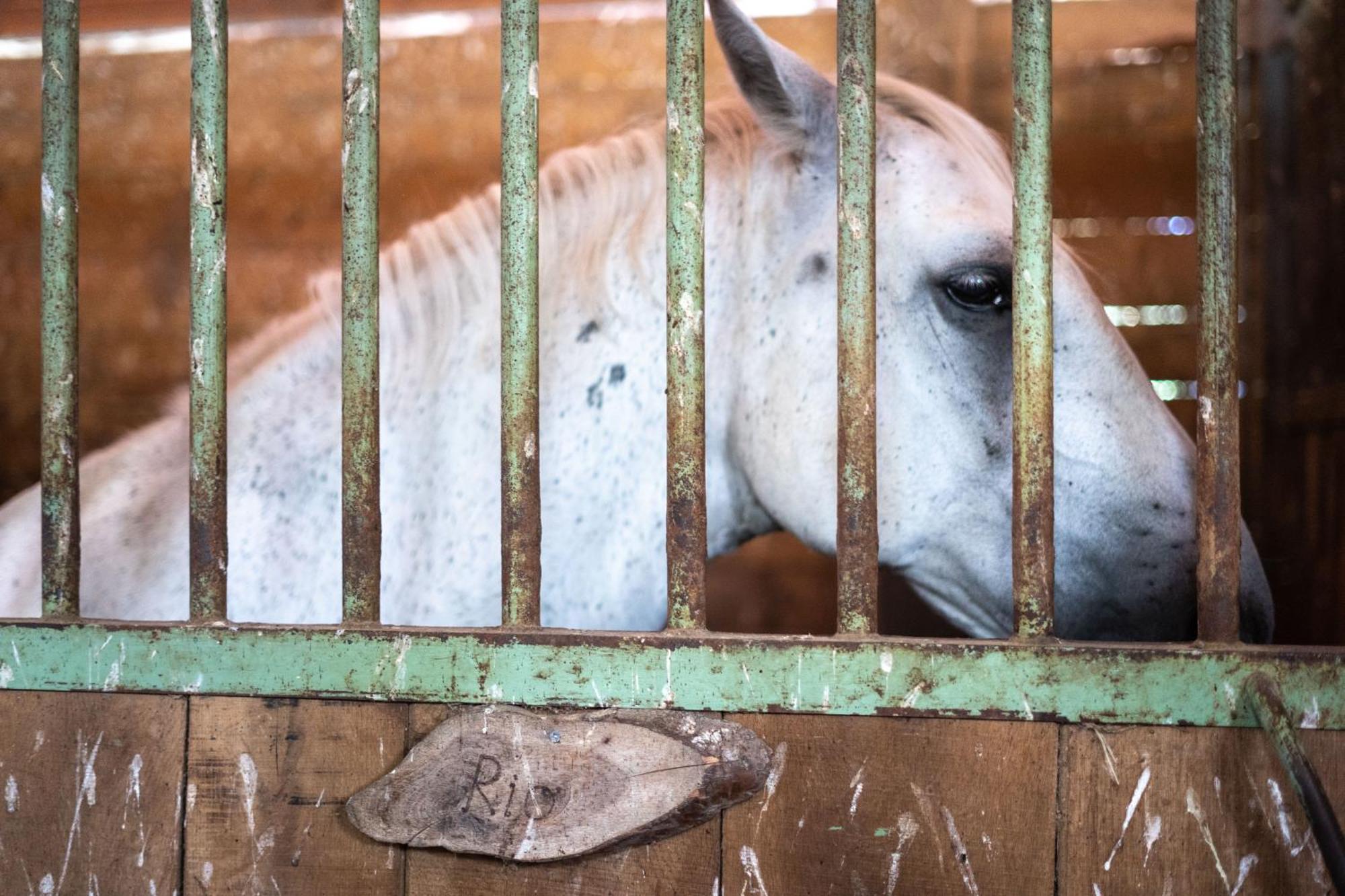 Zgornje Gorje Horse Farm Holiday Pr' Kolenc מראה חיצוני תמונה