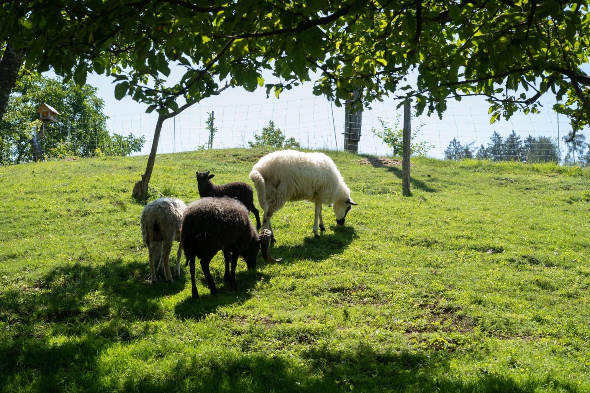 Zgornje Gorje Horse Farm Holiday Pr' Kolenc מראה חיצוני תמונה